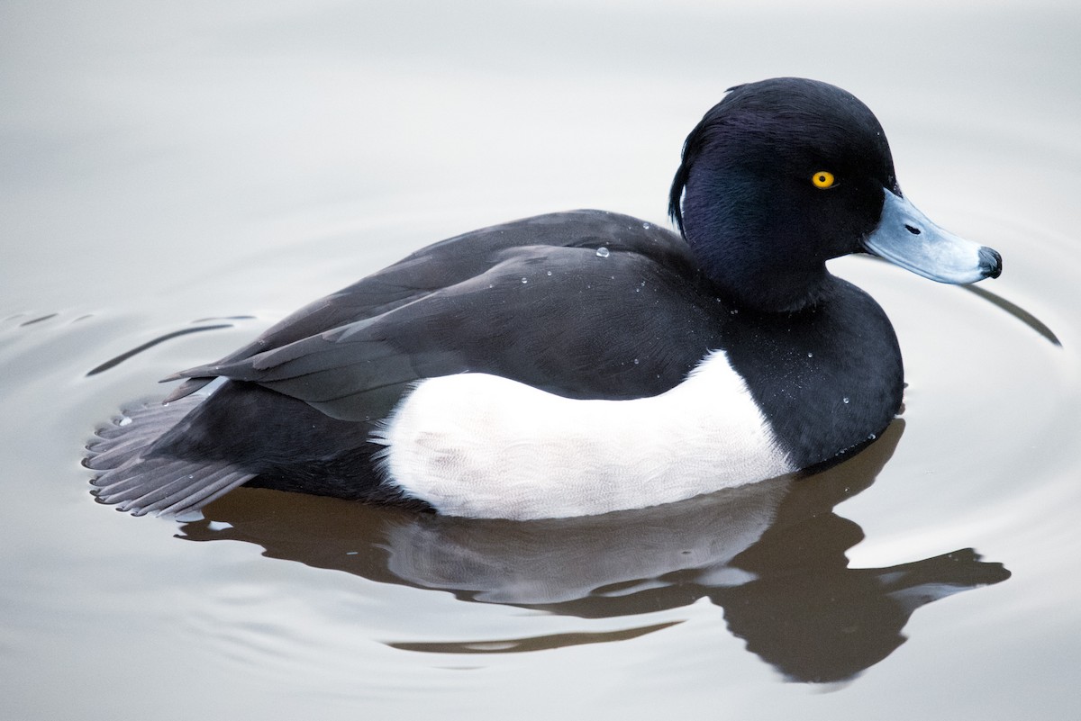 Tufted Duck - John Hutchison