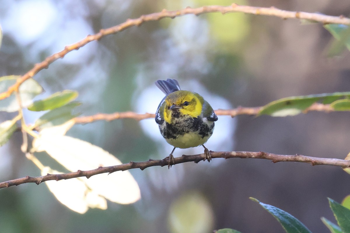 Black-throated Green Warbler - Tom Fangrow