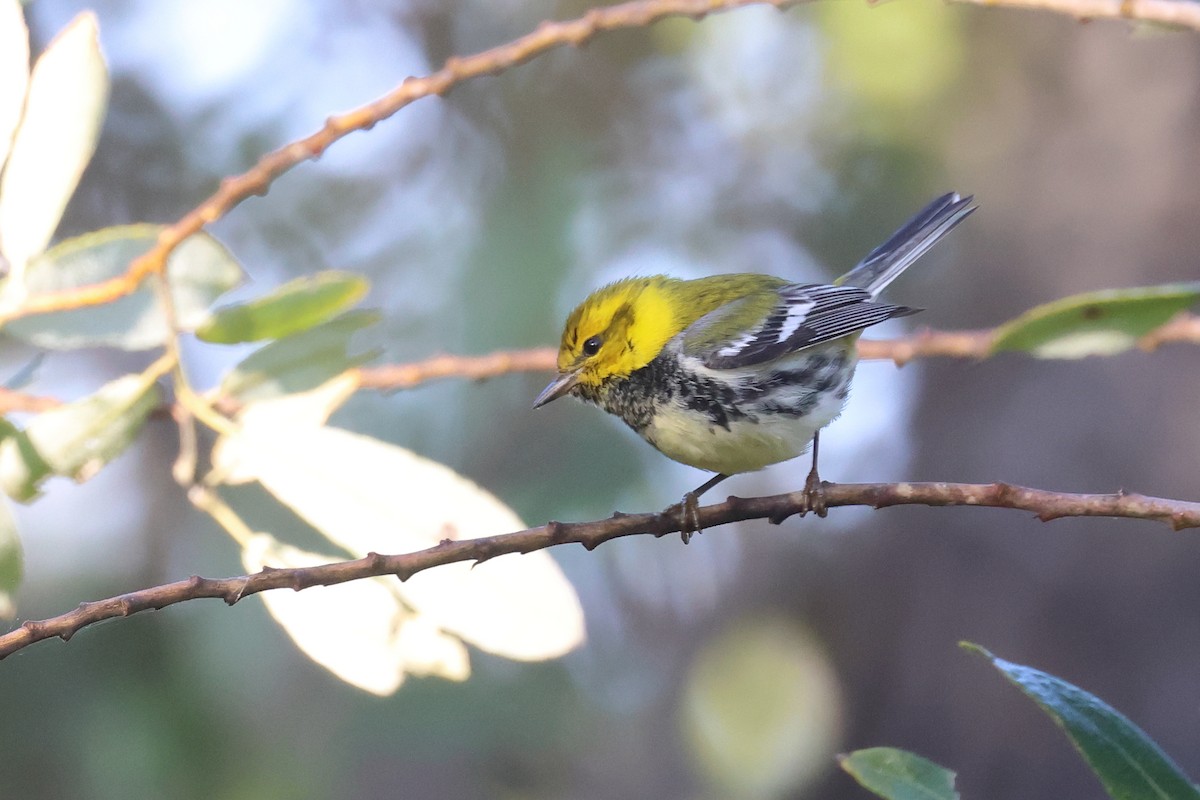 Black-throated Green Warbler - Tom Fangrow