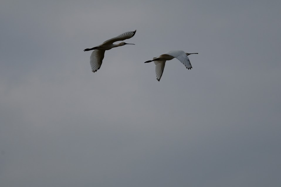 Black-faced Spoonbill - ML611862479