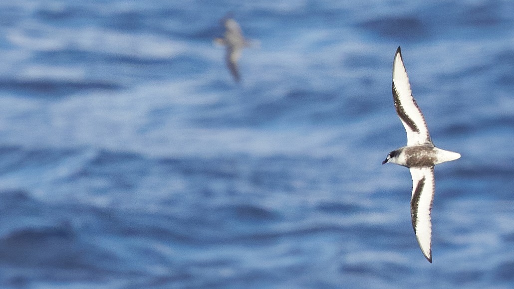 Mottled Petrel - ML611862488