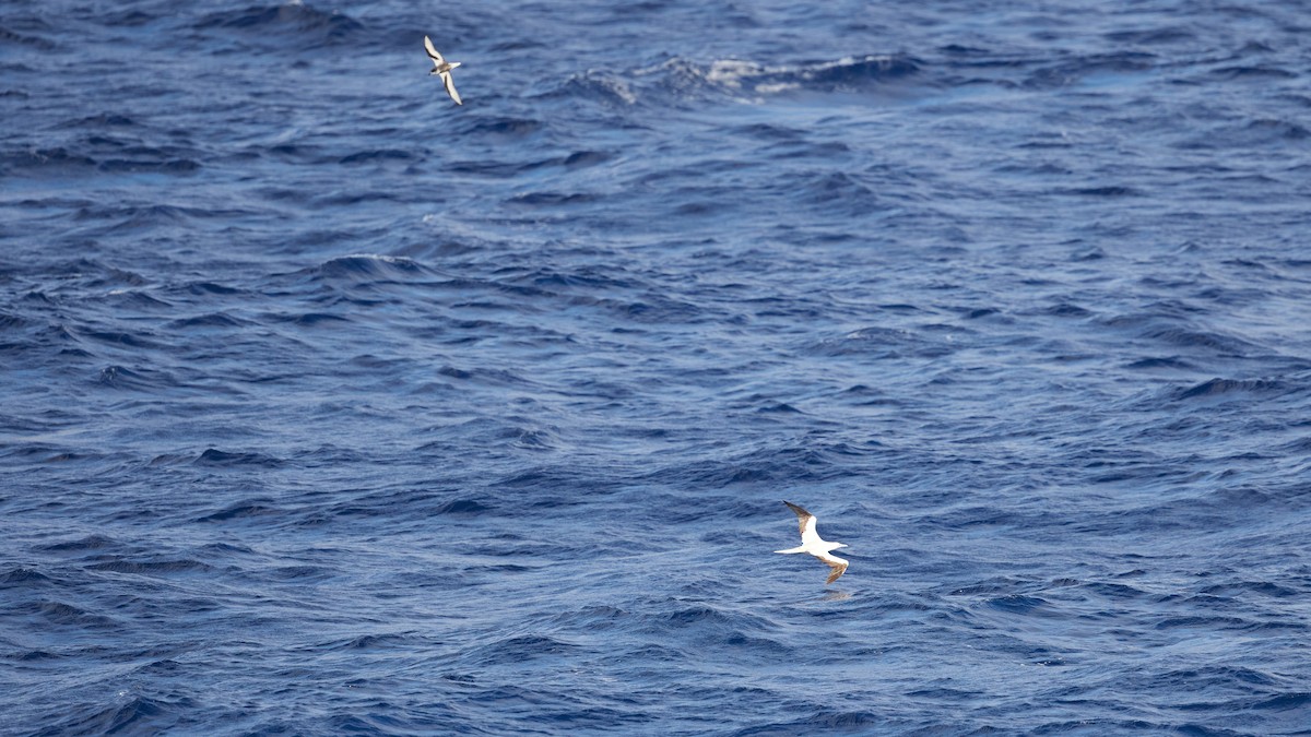 Red-footed Booby - ML611862502