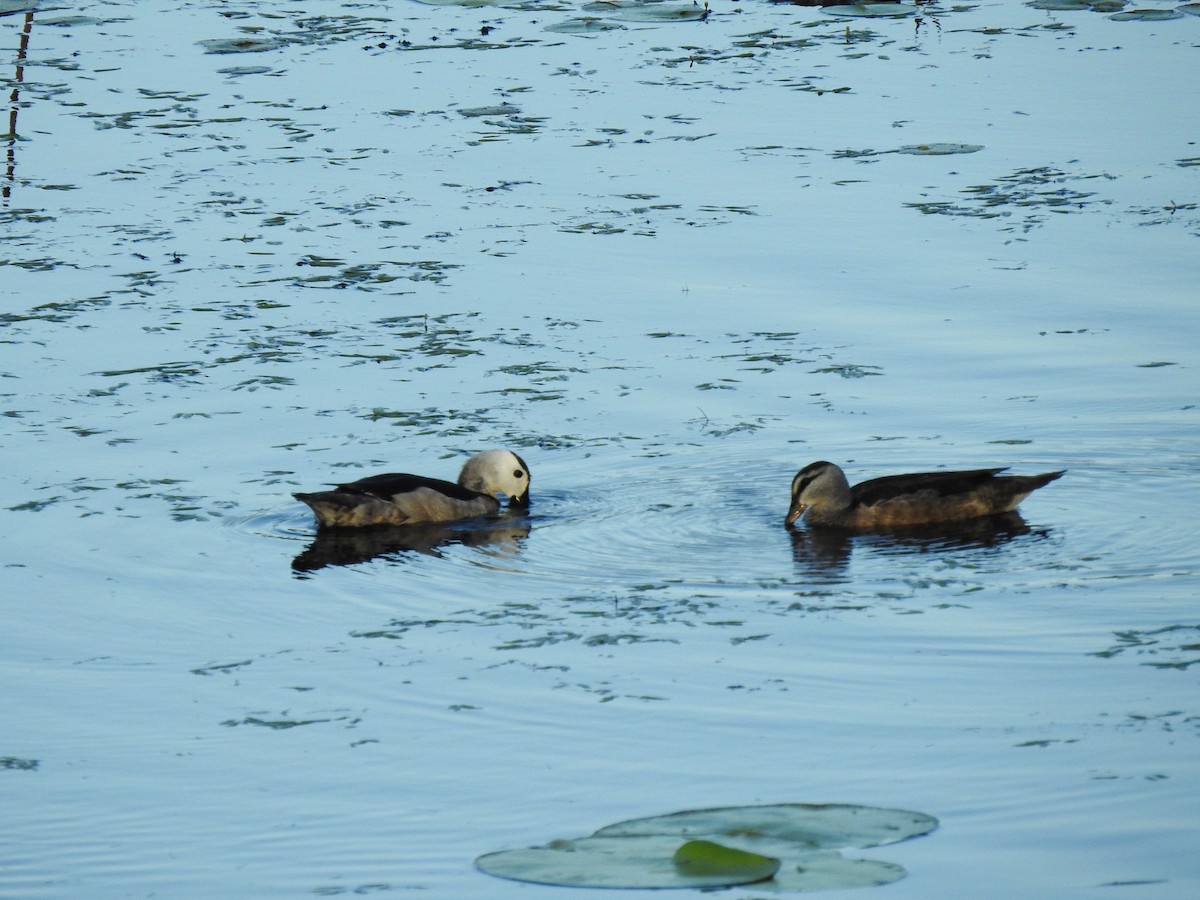 Cotton Pygmy-Goose - ML611862567