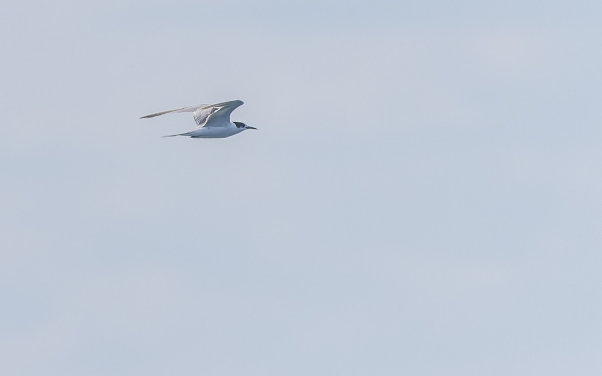 Common Tern - ML611862639