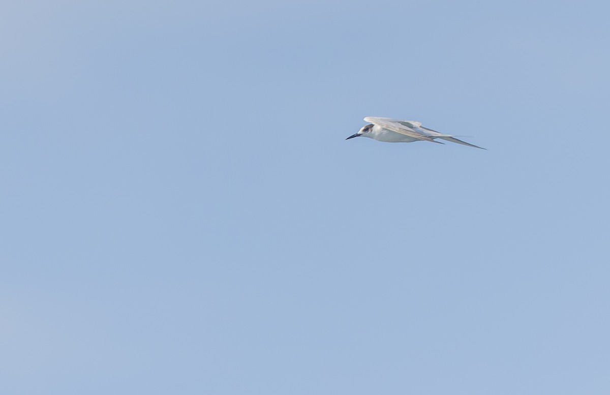 Common Tern - ML611862641