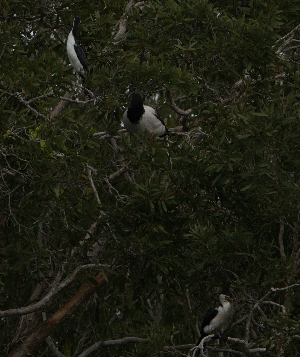 Little Pied Cormorant - Helen Leonard