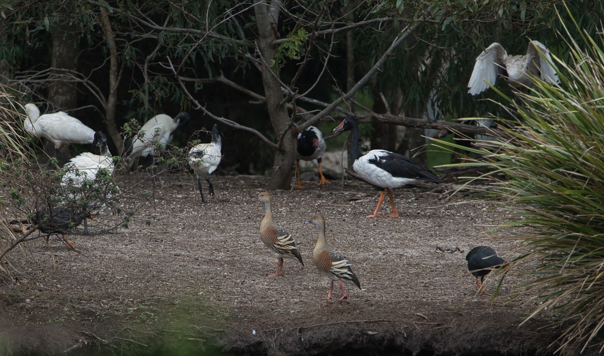 Royal Spoonbill - Helen Leonard