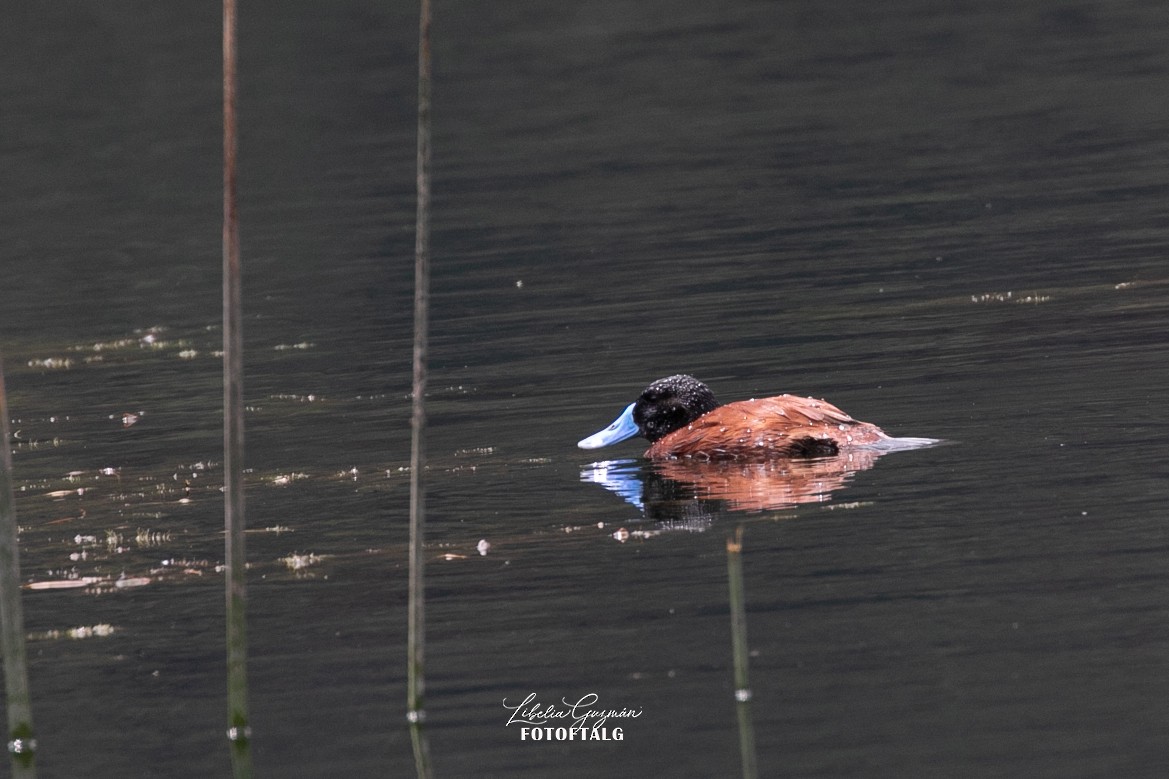 Andean Duck (ferruginea) - ML611862777