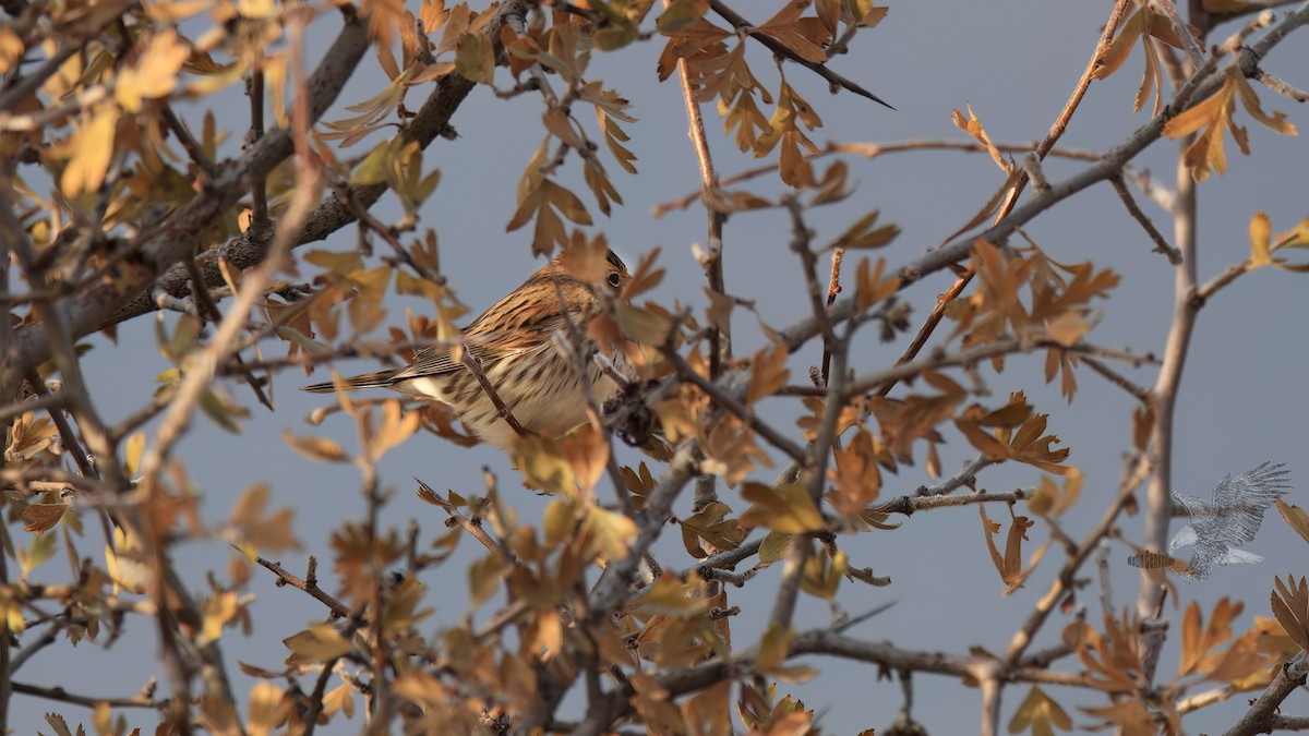 Little Bunting - ML611862794
