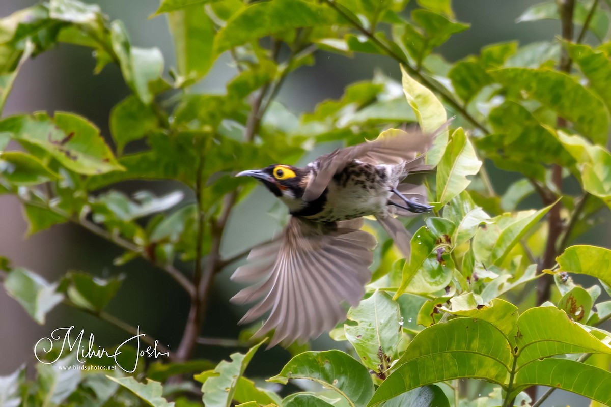 Ornate Melidectes - Mihir Joshi