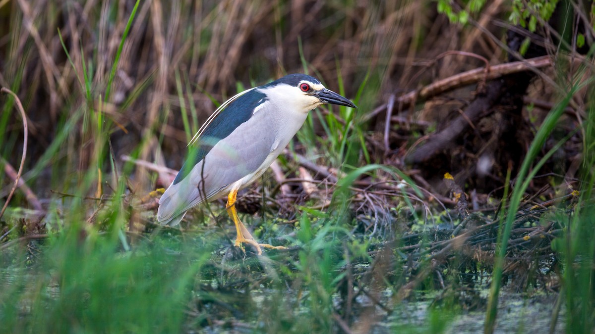 Black-crowned Night Heron - ML611862833