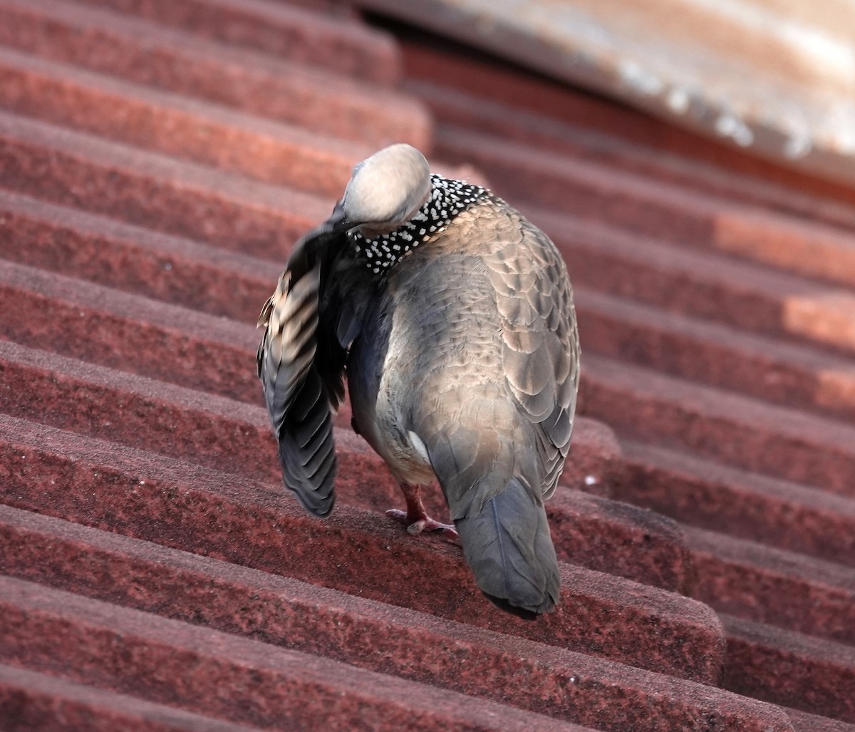 Spotted Dove - Paul Bartlett