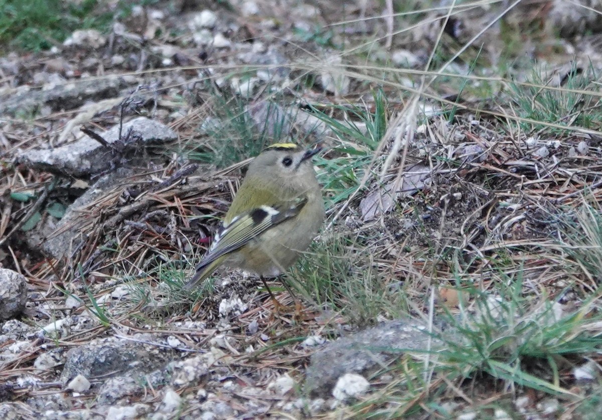 Goldcrest - ML611862851