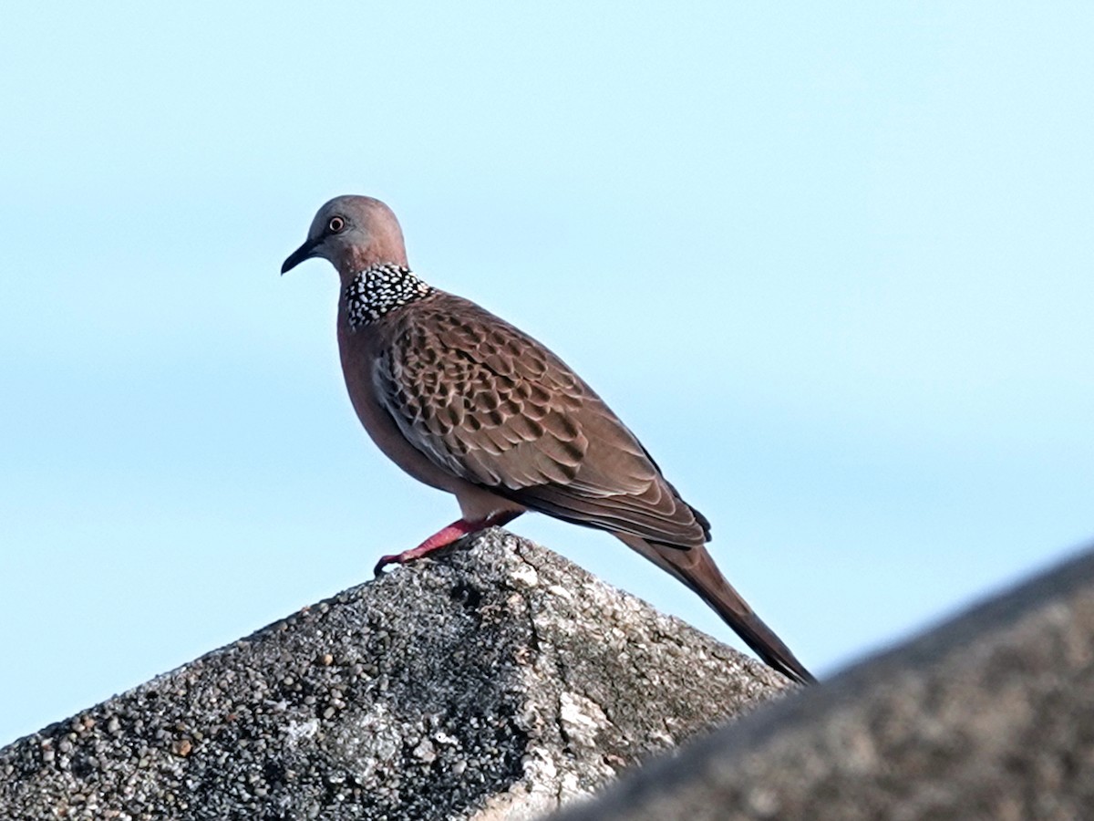 Spotted Dove - ML611862857