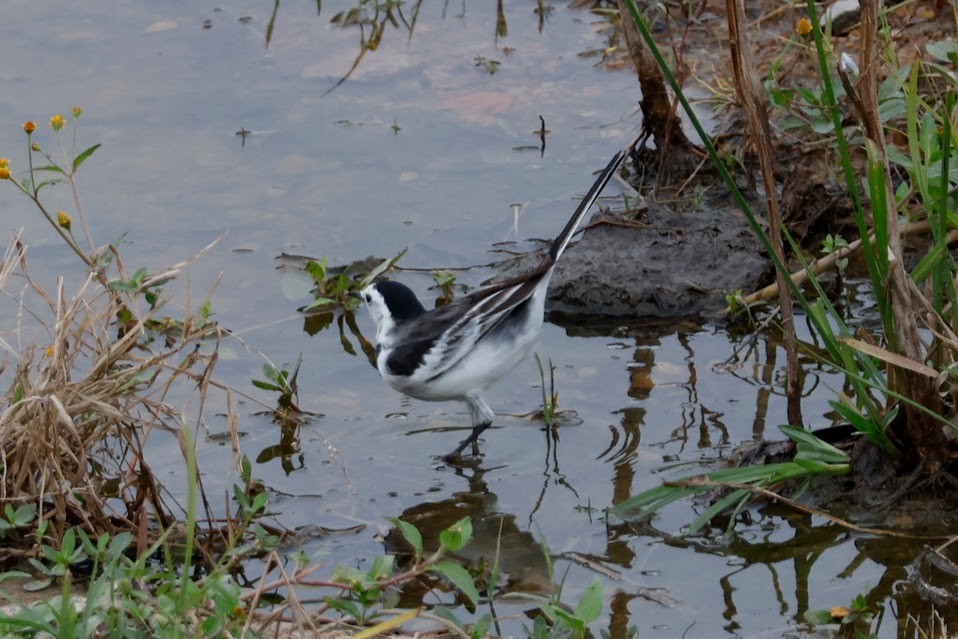 White Wagtail (Chinese) - ML611862866