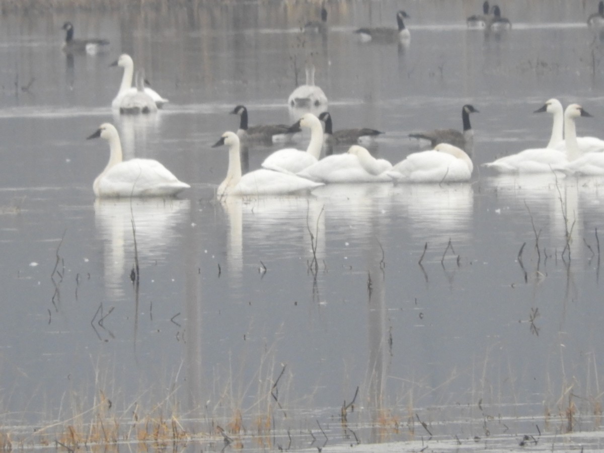 Tundra Swan - John Gaglione