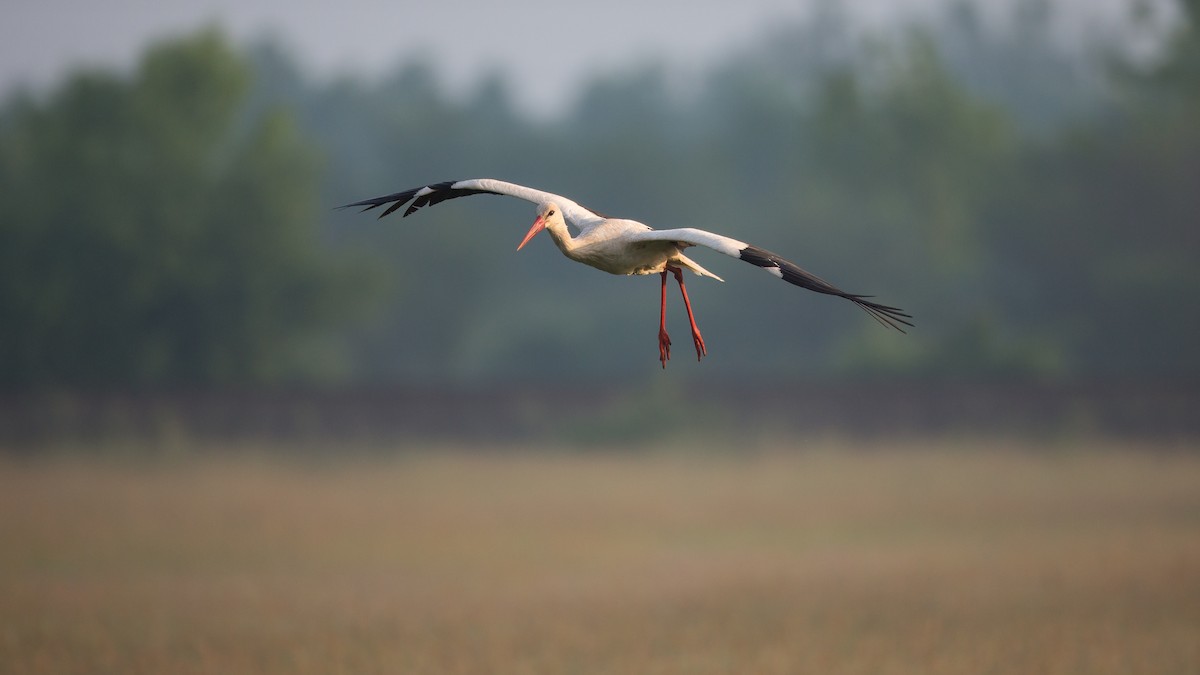 White Stork - ML611862980