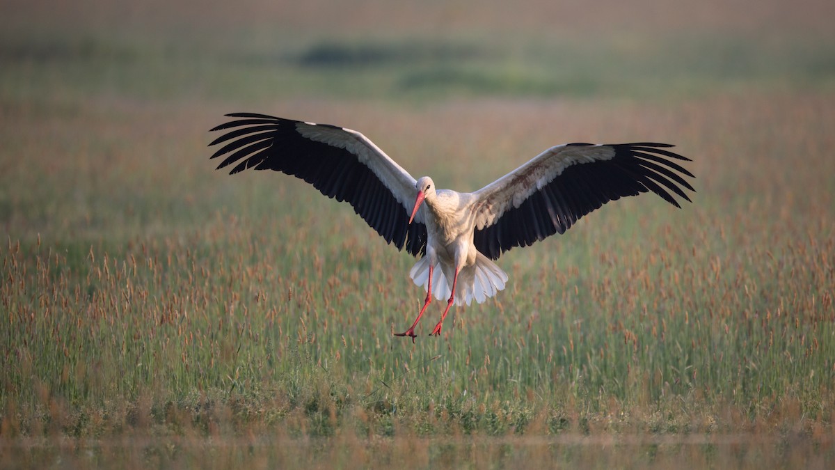 White Stork - Martti Siponen