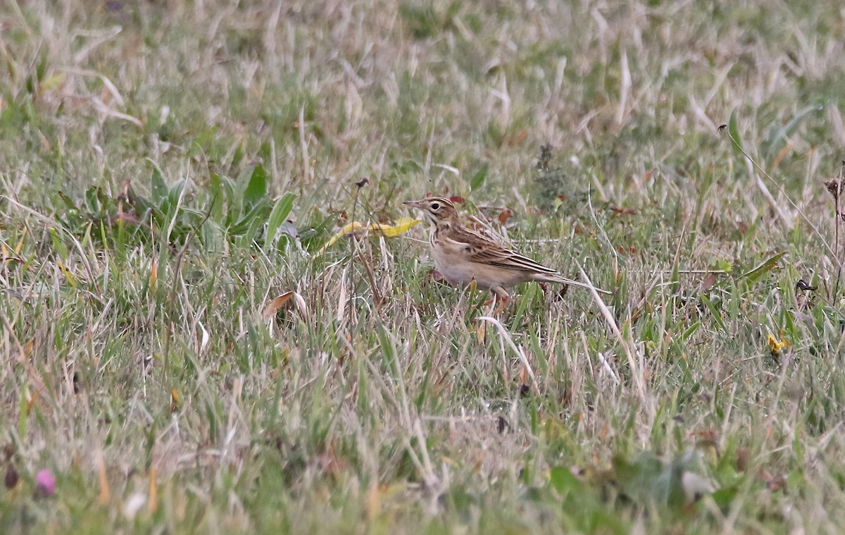 Richard's Pipit - ML611863005