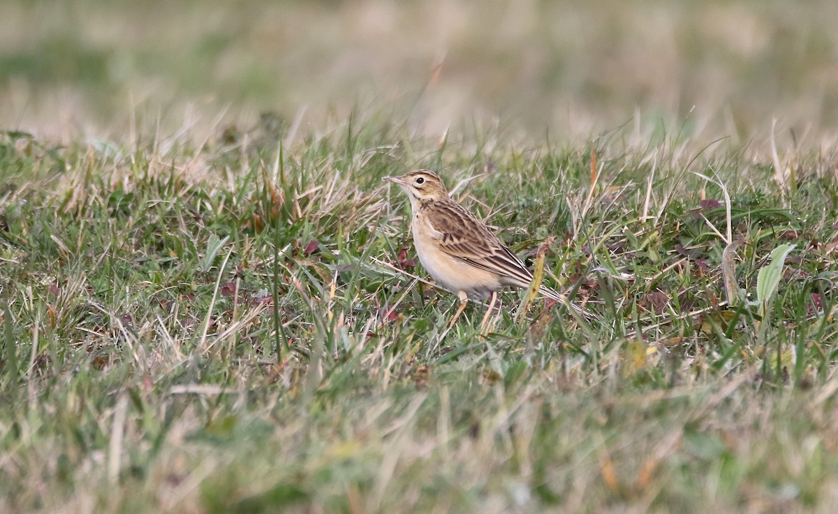 Richard's Pipit - Delfin Gonzalez