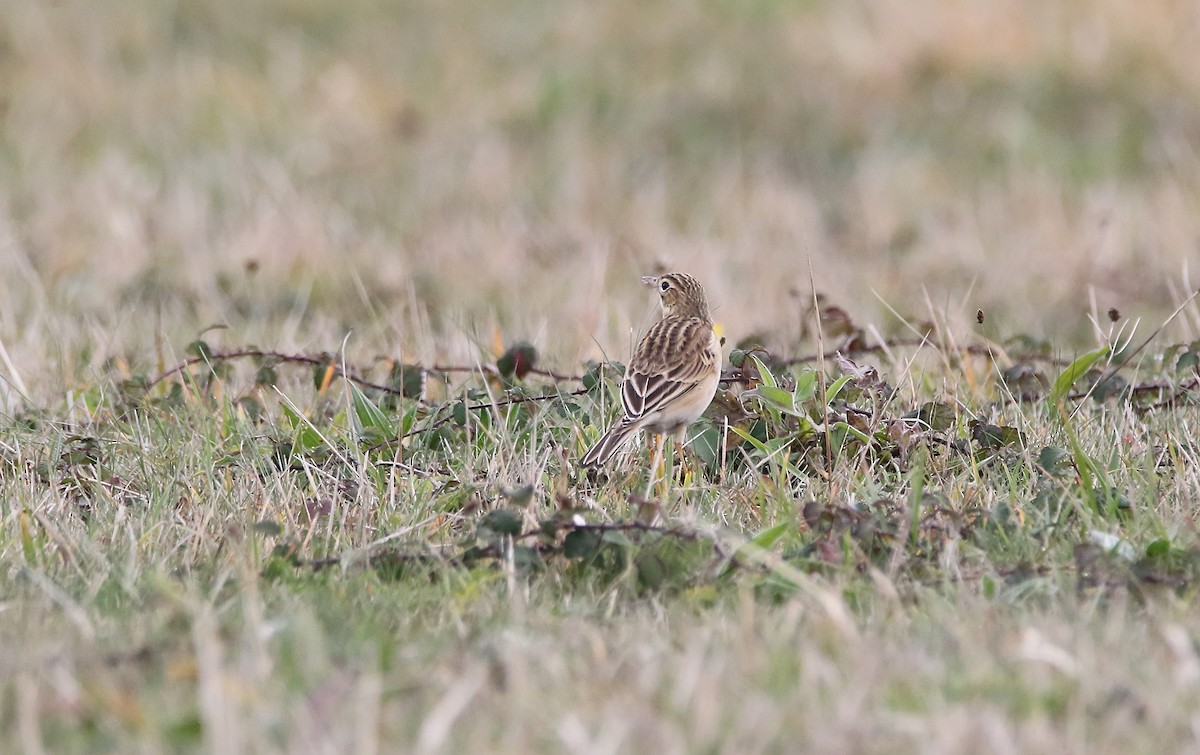 Richard's Pipit - ML611863008