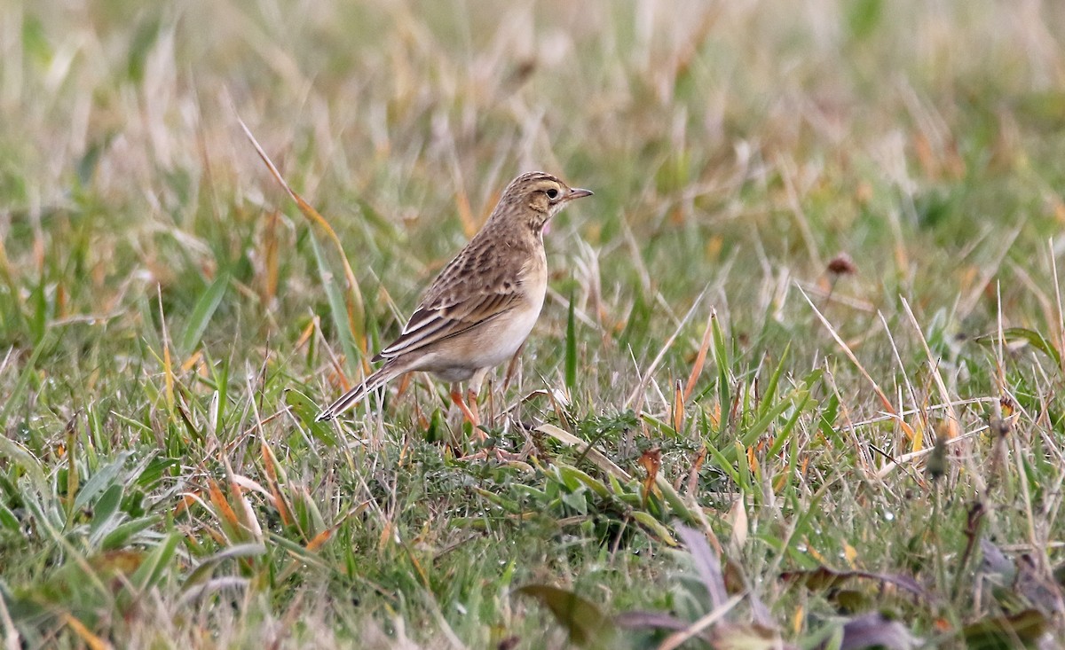 Richard's Pipit - Delfin Gonzalez