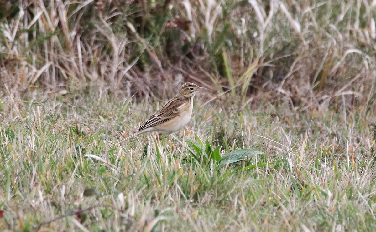 Richard's Pipit - ML611863010