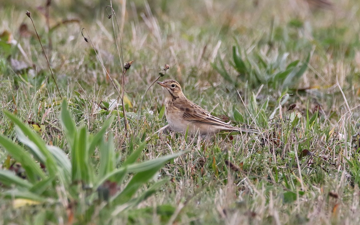 Richard's Pipit - Delfin Gonzalez