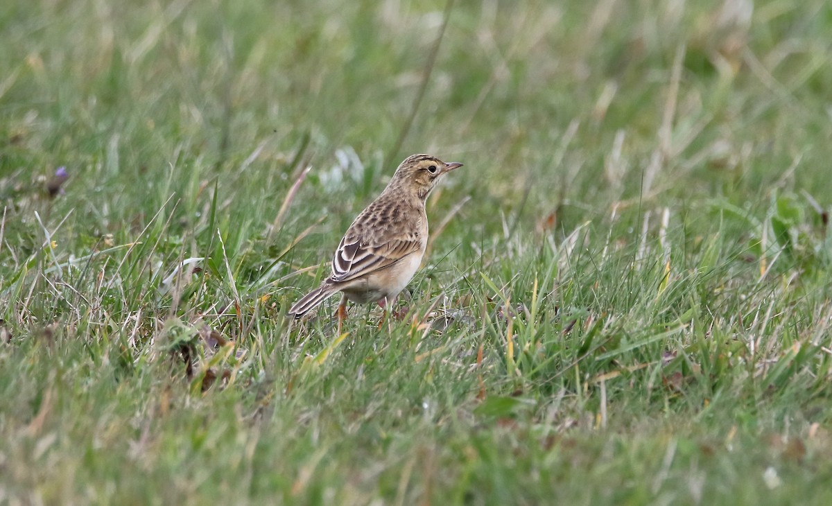 Richard's Pipit - Delfin Gonzalez