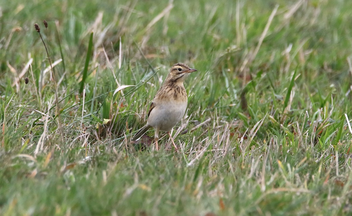 Richard's Pipit - ML611863017