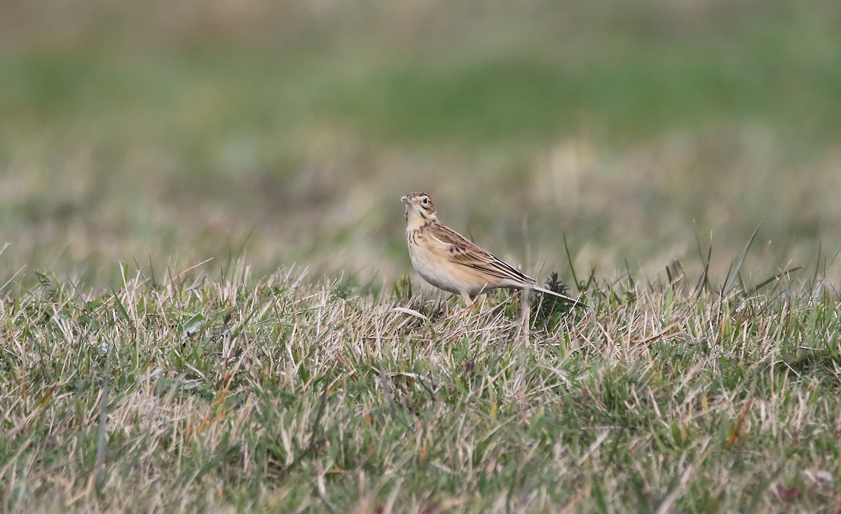 Richard's Pipit - ML611863018