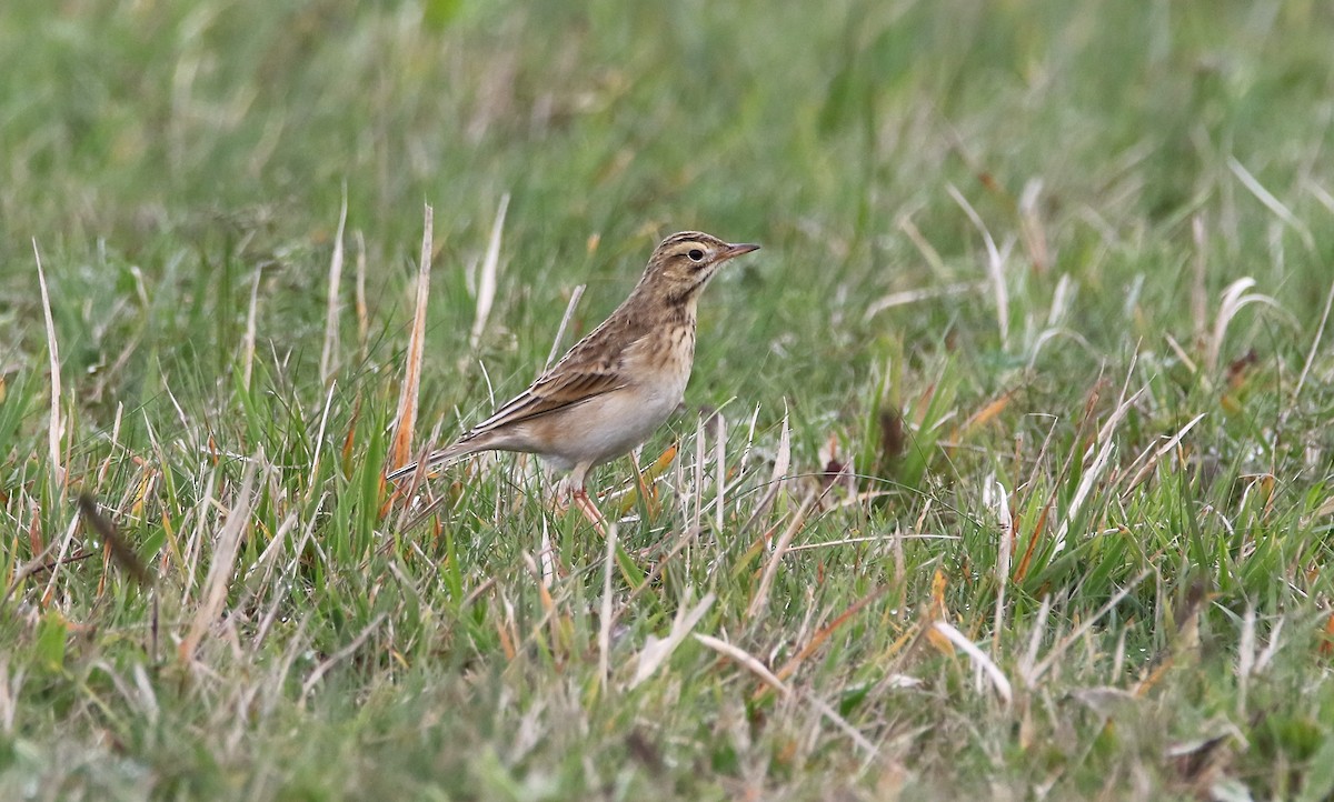 Richard's Pipit - ML611863019