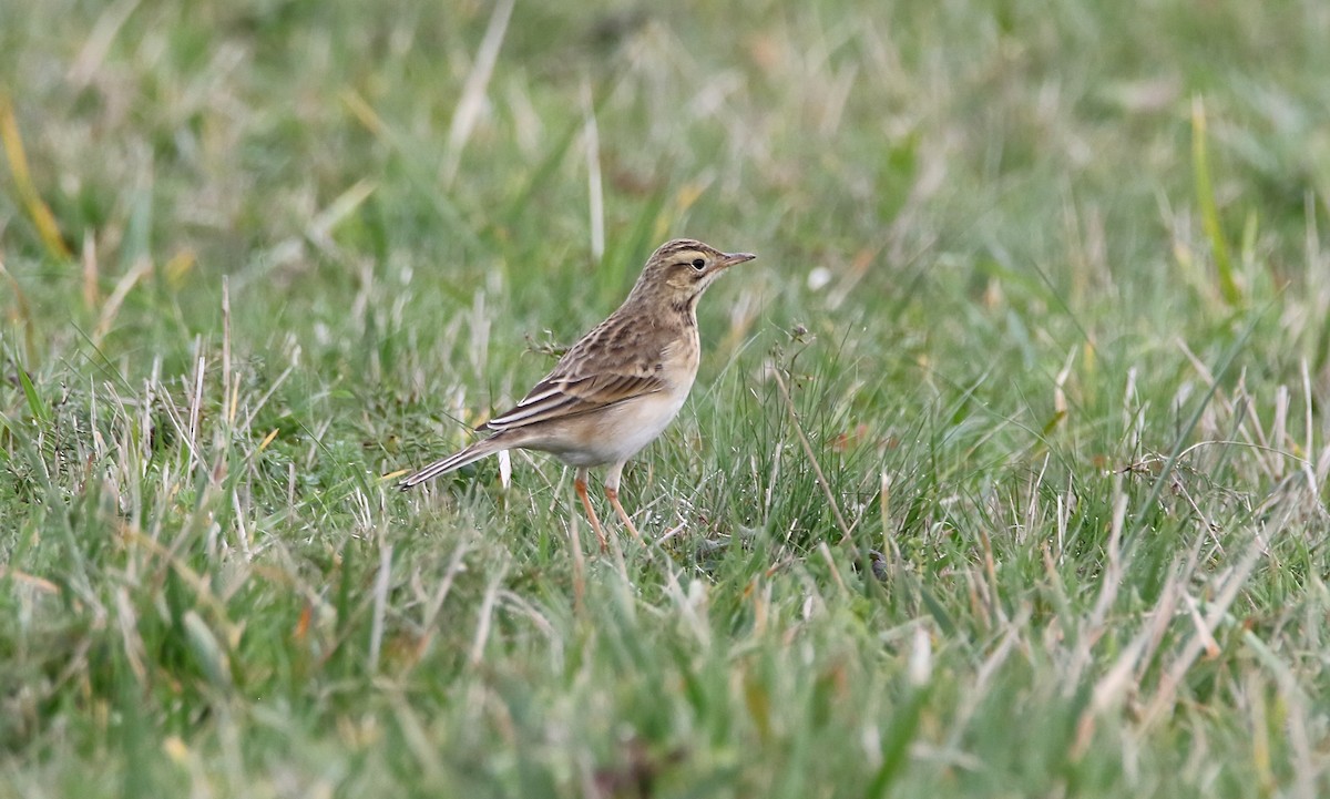 Richard's Pipit - Delfin Gonzalez