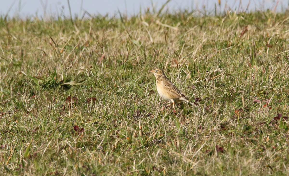 Richard's Pipit - Delfin Gonzalez