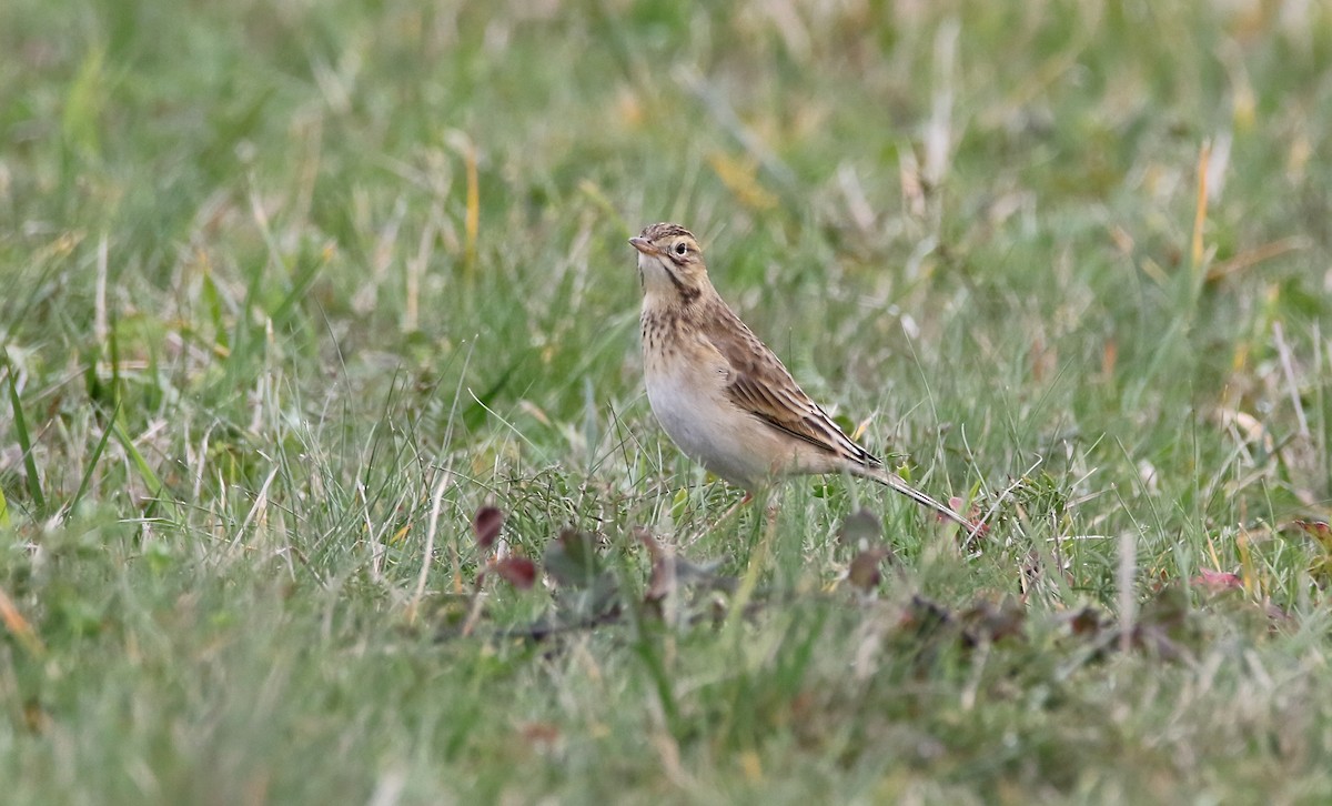 Richard's Pipit - Delfin Gonzalez