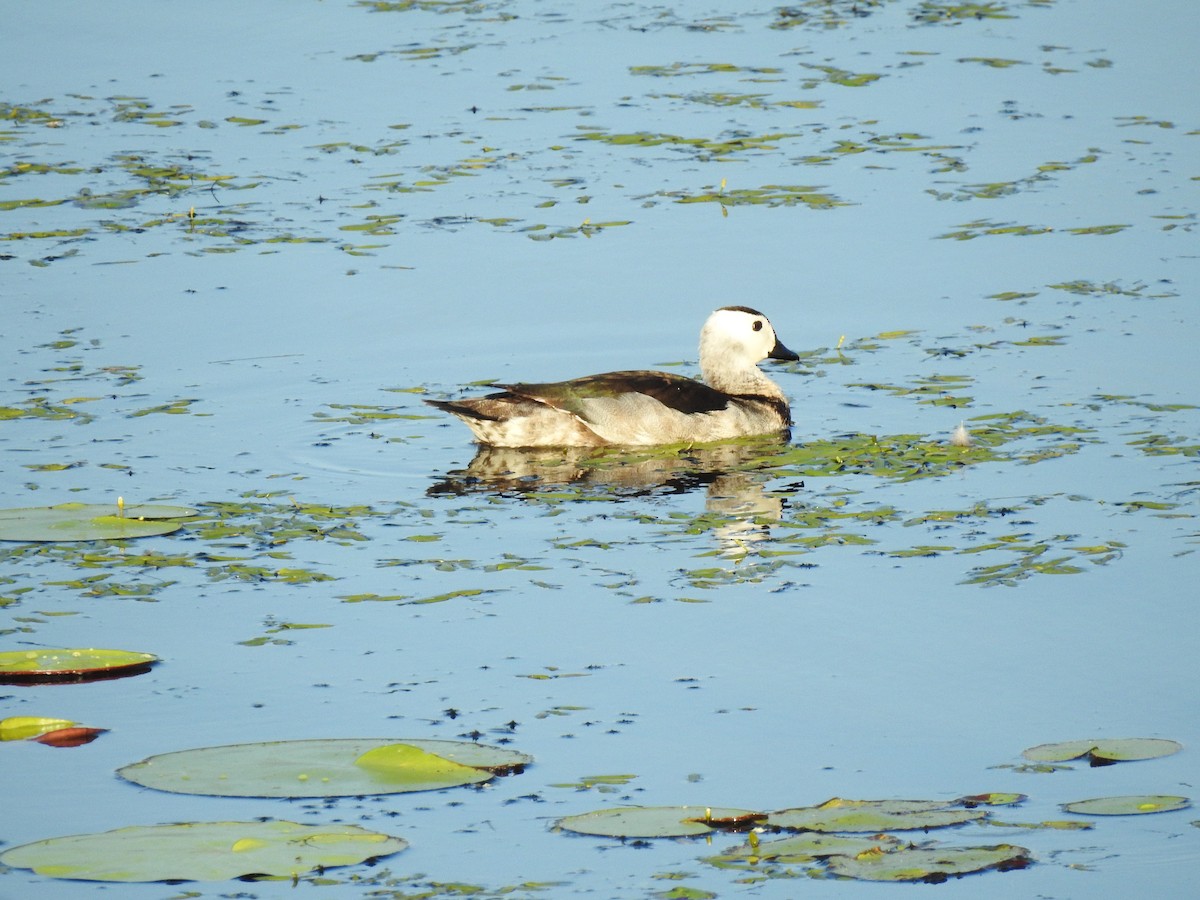 Cotton Pygmy-Goose - ML611863047