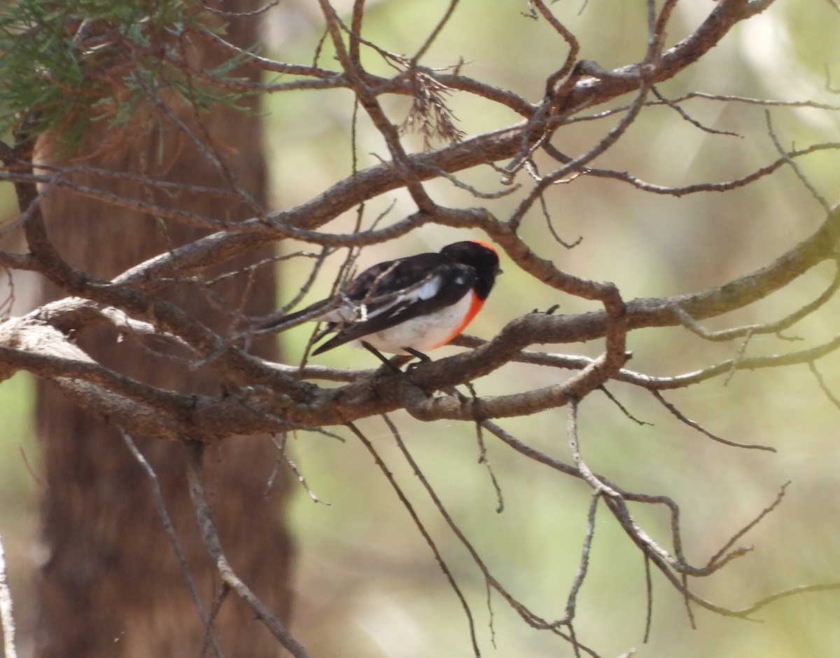 Red-capped Robin - Bernadette Mullaney