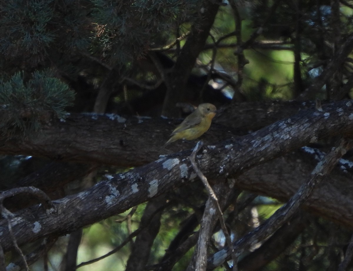 Yellow Thornbill - Bernadette Mullaney