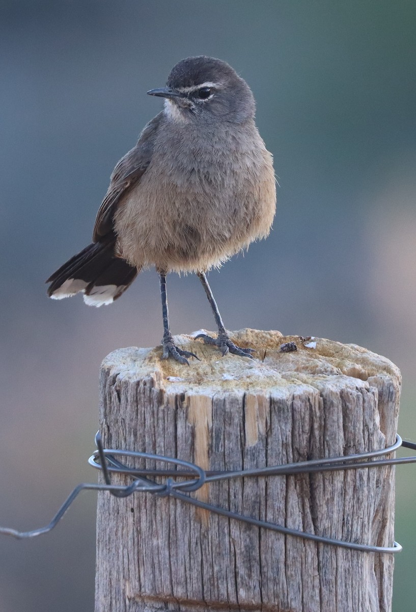 Karoo Scrub-Robin - ML611863200