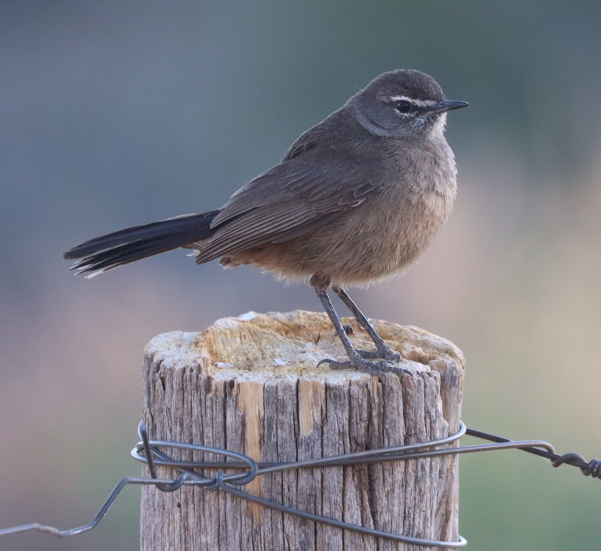 Karoo Scrub-Robin - ML611863201