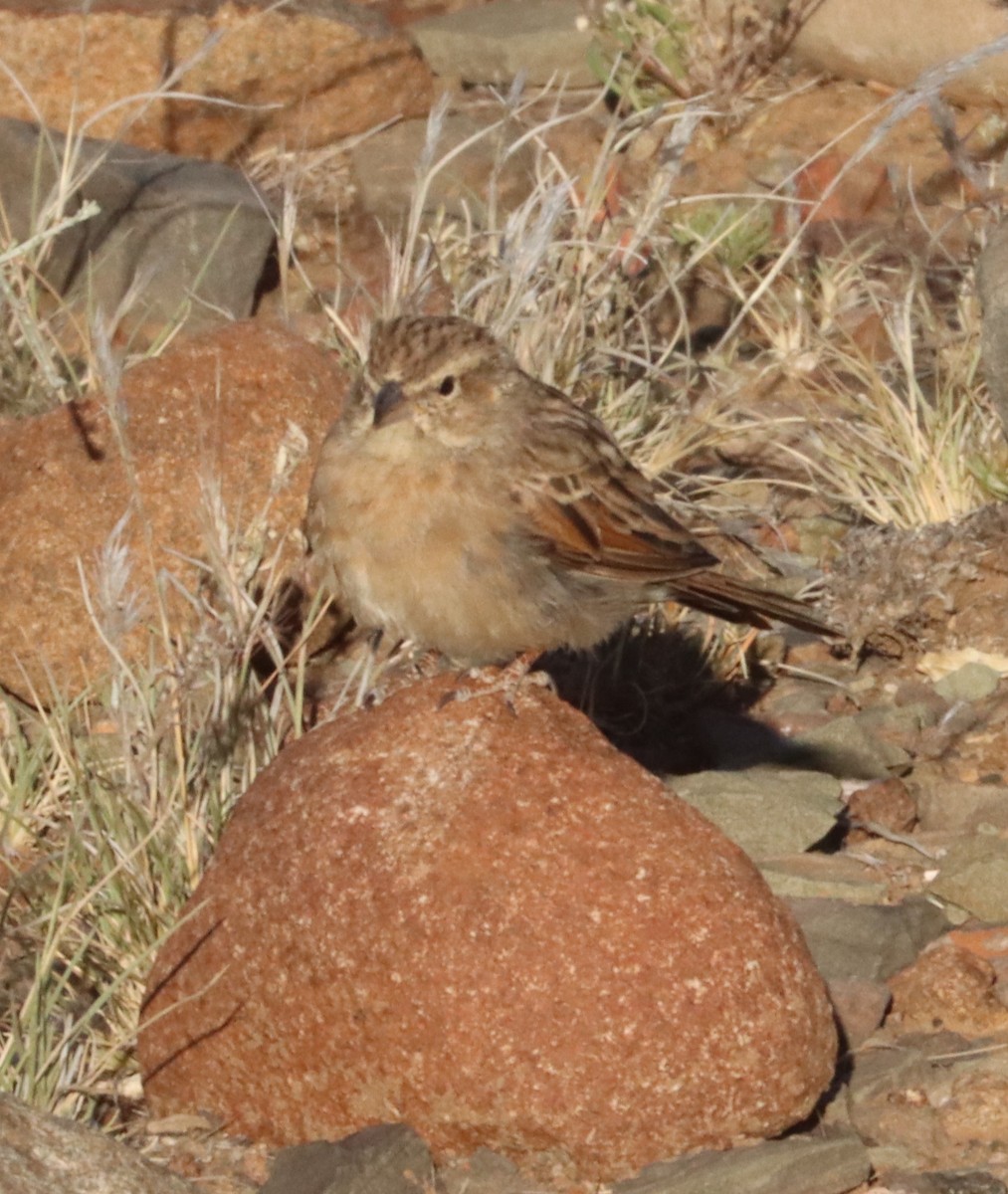 Lark-like Bunting - ML611863205