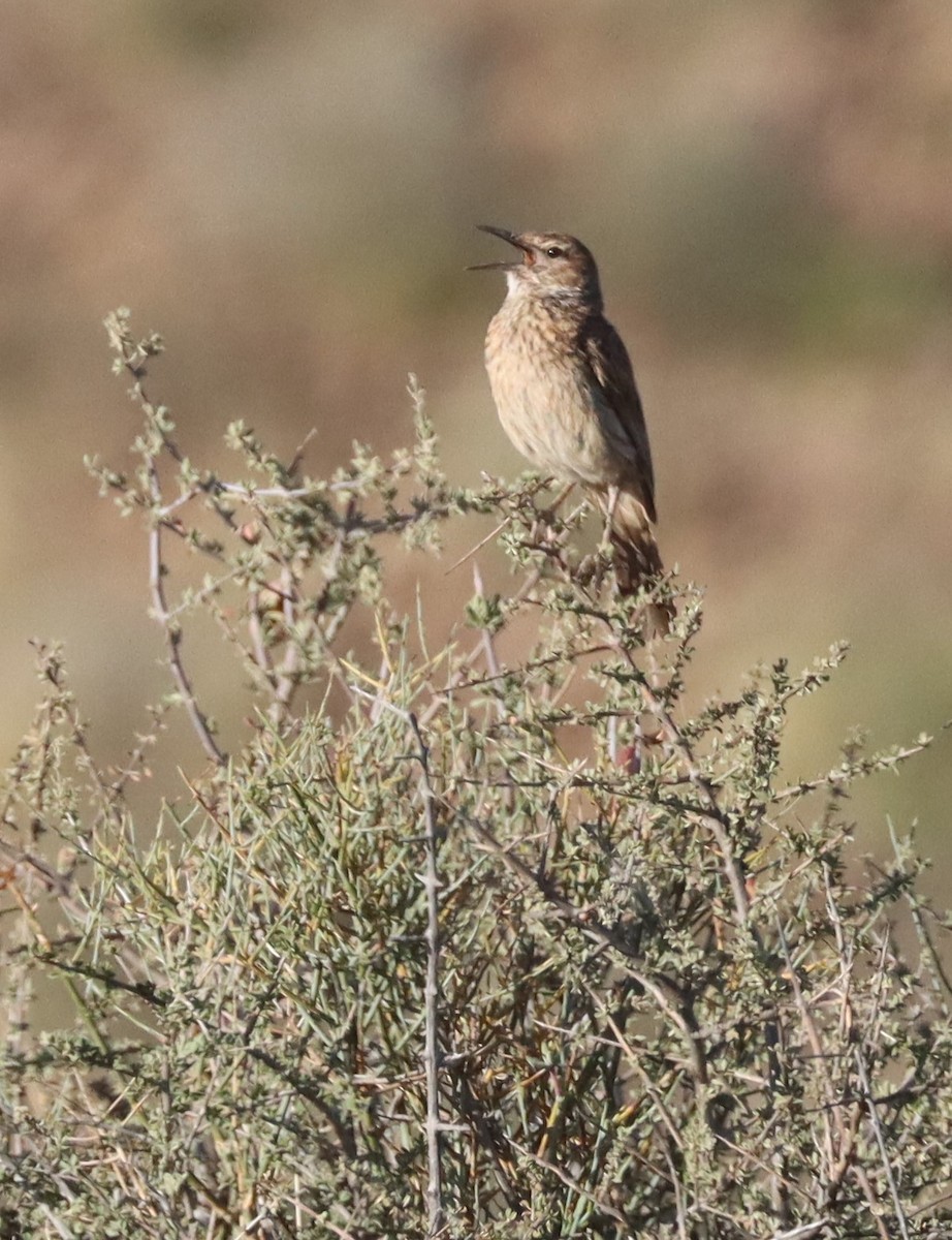 Karoo Long-billed Lark - ML611863211