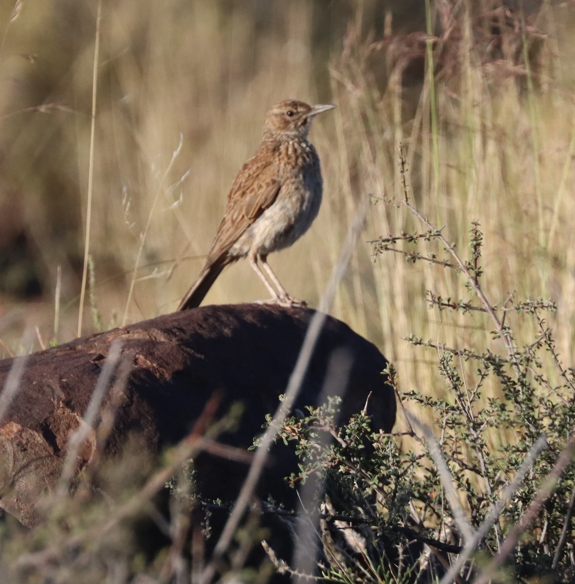 Karoo Long-billed Lark - ML611863215