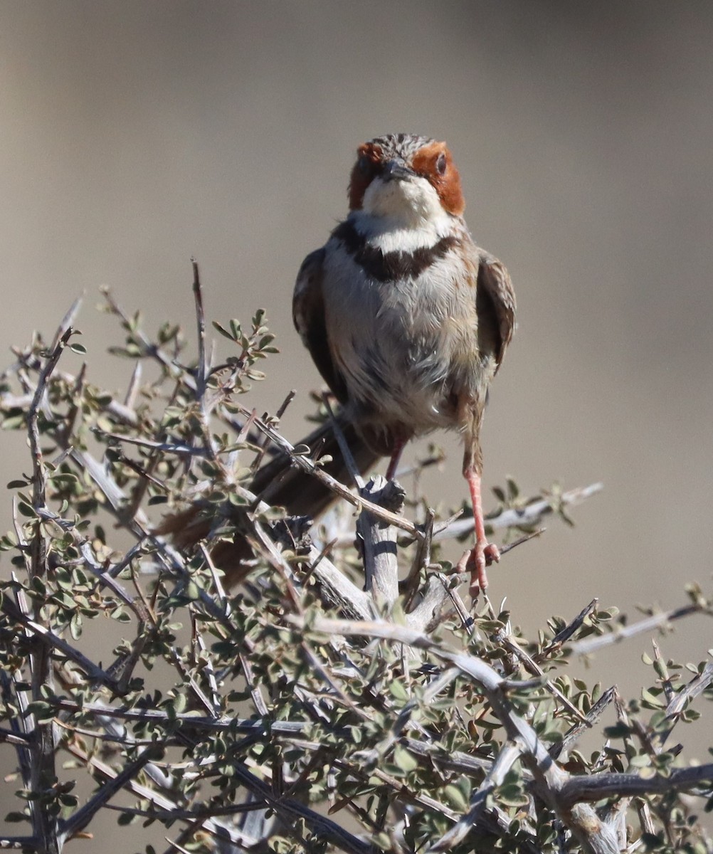 Rufous-eared Warbler - Steve James