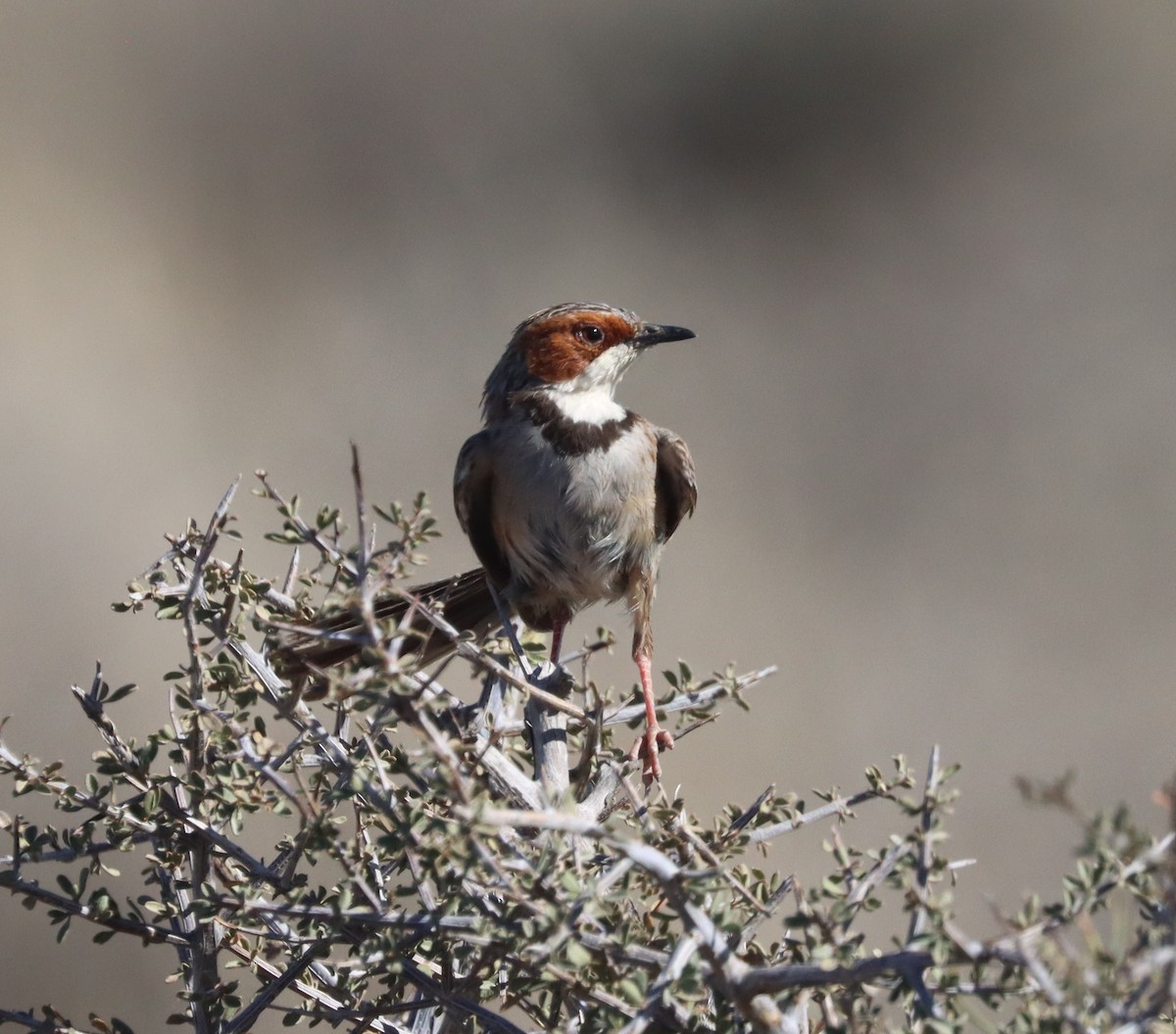 Prinia Carirrufa - ML611863225