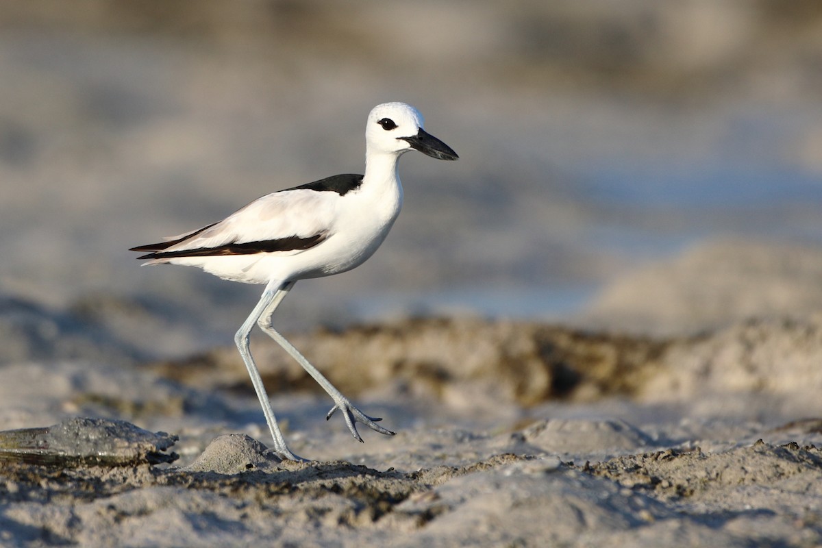 Crab-Plover - Ohad Sherer