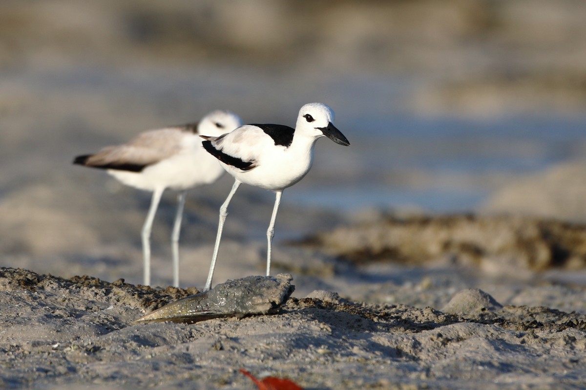 Crab-Plover - ML611863235