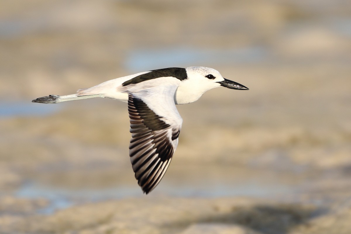 Crab-Plover - ML611863241