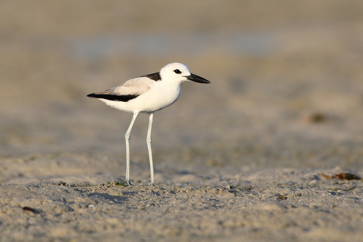 Crab-Plover - ML611863242