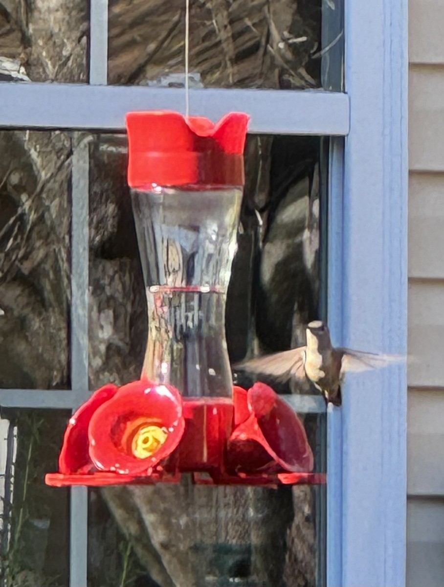 Broad-tailed Hummingbird - Jeff Lemons